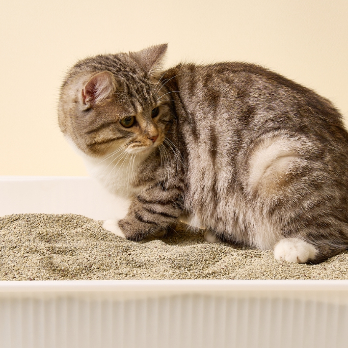 마도로스펫 샌드아일랜드 6kg 2개 벤토나이트 고양이 모래