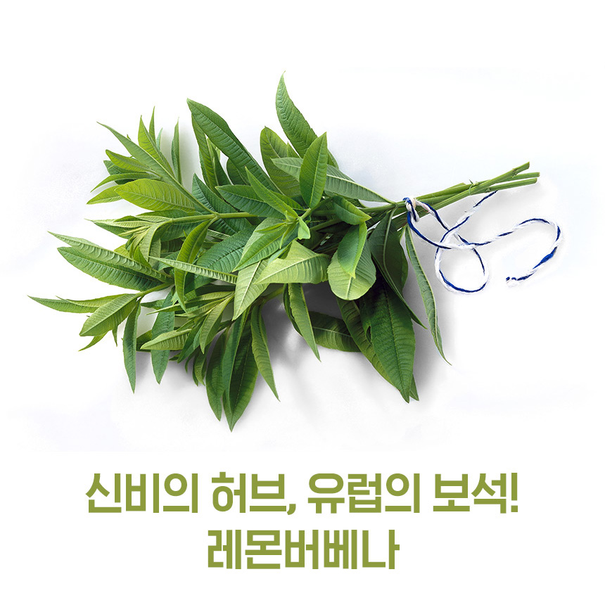 레몬버베나 추출물 폴리페놀 효능 120정 4개월분 - 상세 이미지 5