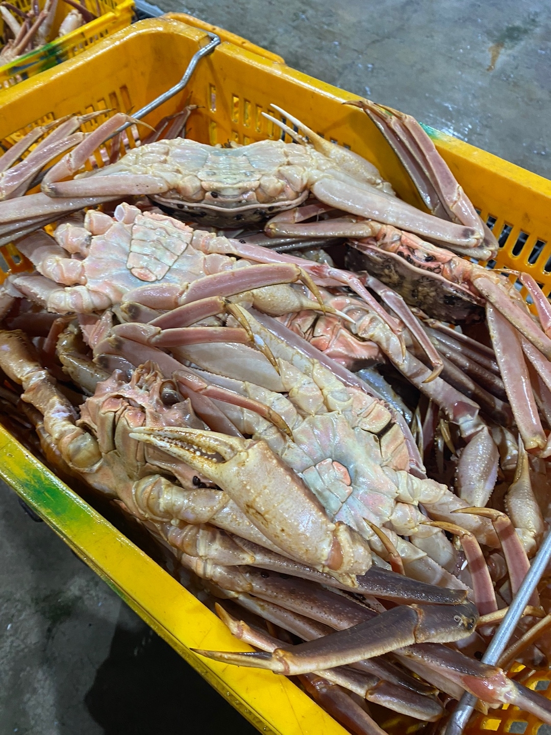 러시아 마가단 프리모리 활 대게 2kg 3kg 1-3미 내외 특 S급 선별배송 - 상세 이미지 2