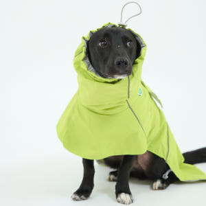 핸독 대형견우비 반려견우비 애견레인코트 솔직 후기 | 실제 사용자 리뷰 총정리 - 상품 이미지 3