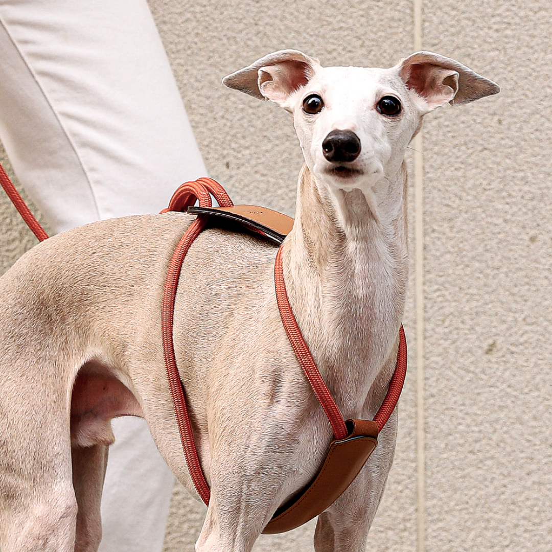 호지 에센셜 하네스 소형견 중형견 대형견 가슴줄 하네스 XS 강아지 반려동물 산책 몸줄