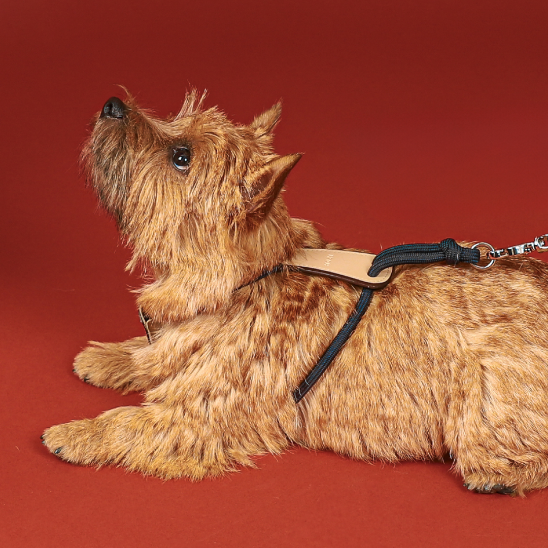 호지 에센셜 하네스 소형견 중형견 대형견 가슴줄 하네스 XS 강아지 반려동물 산책 몸줄