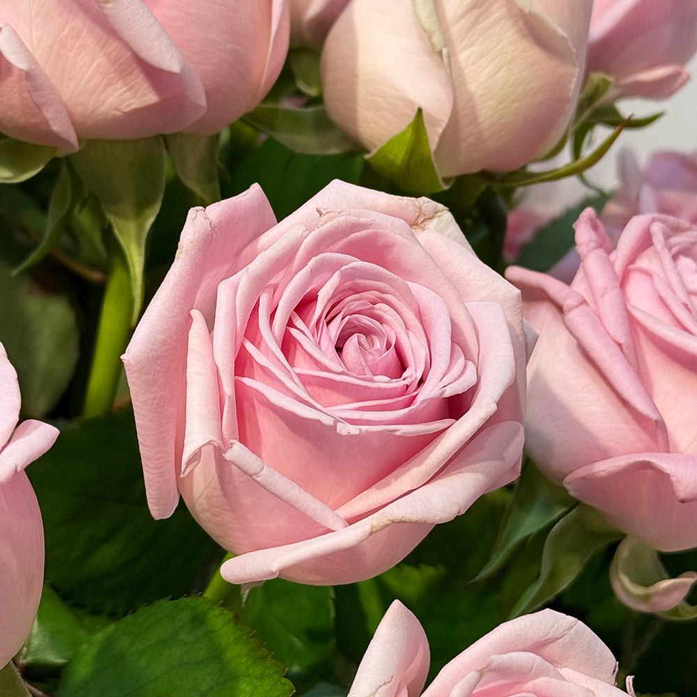 파주 장미 50송이 꽃바구니 어버이날 스승의날 꽃배달서비스 부모님 선물 생화 농장직영