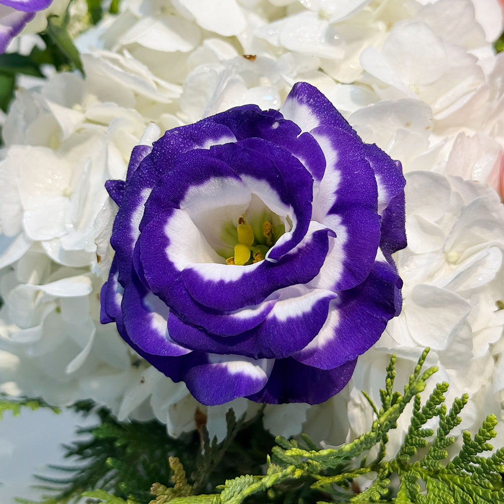 파주 카네이션 꽃바구니 어버이날 스승의날 꽃배달서비스 가정의달 부모님 선물 생화 농장직영