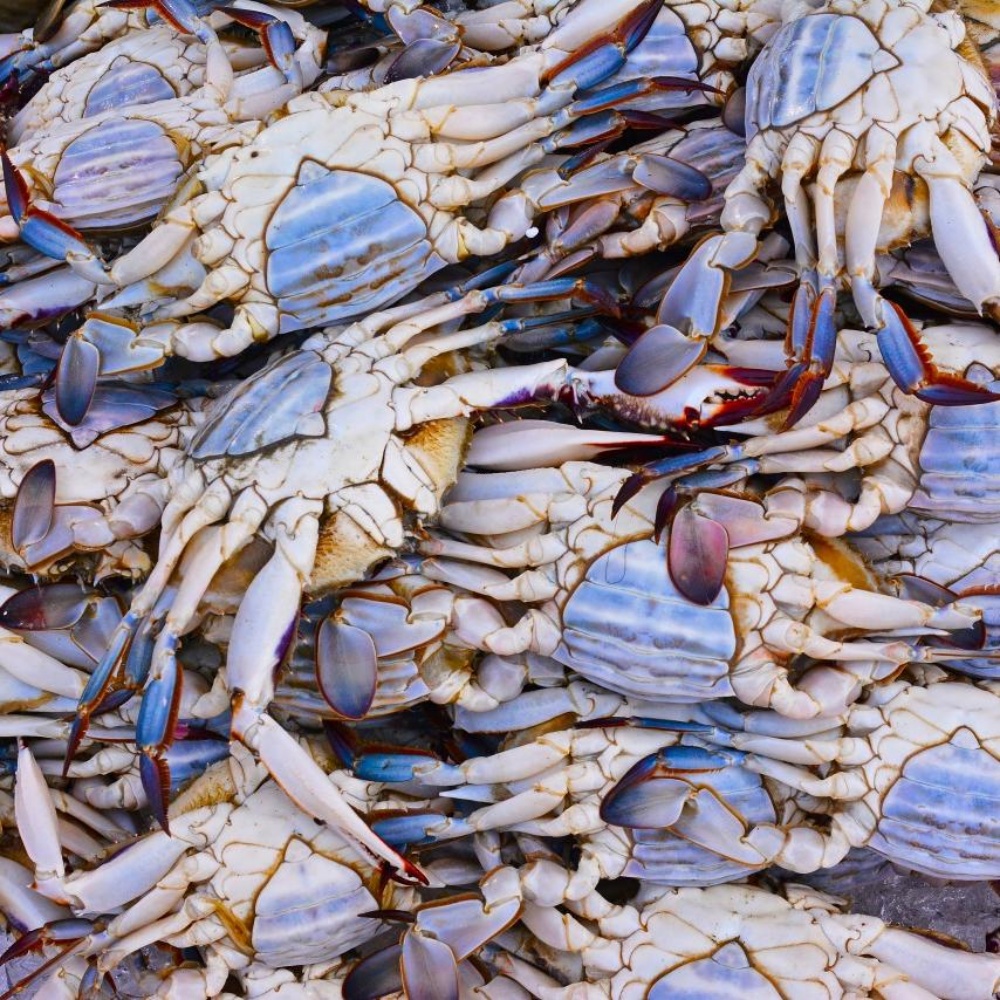 양념 간장게장용꽃게 꽂개 서해 서해안 냉동꽃게 절단게 급냉절단꽃게 꽃개 1kg, 1개 - 상세 이미지 5