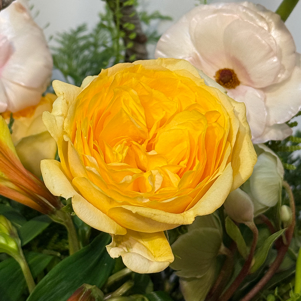 화성 카네이션 꽃바구니 어버이날 스승의날 꽃배달서비스 가정의달 부모님 선물 생화 농장직영