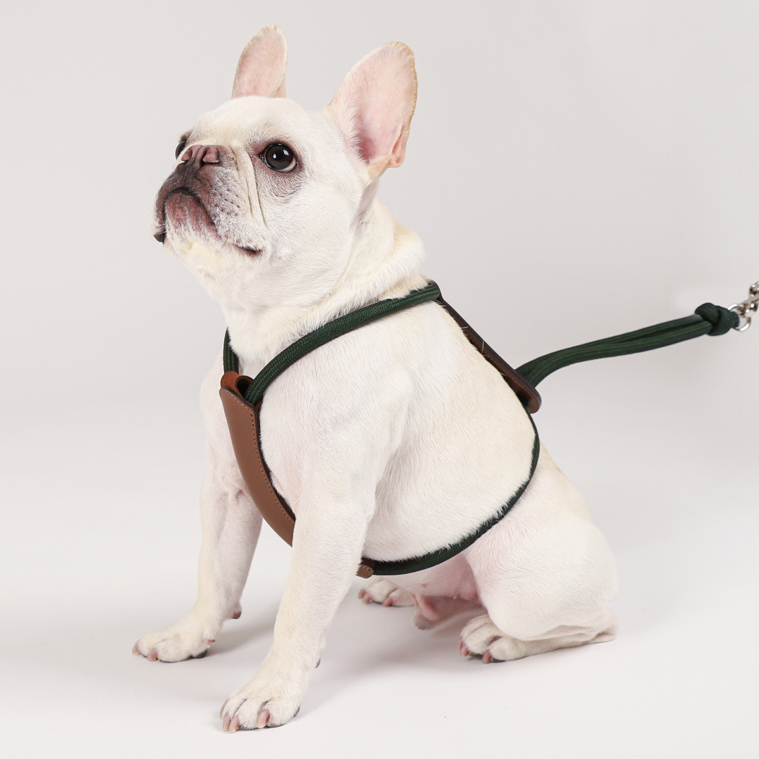 호지 에센셜 하네스 소형견 중형견 대형견 가슴줄 하네스 XS 강아지 반려동물 산책 몸줄
