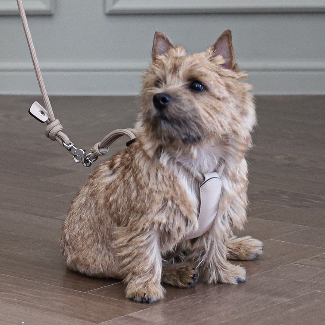 호지 에센셜 하네스 소형견 중형견 대형견 가슴줄 하네스 XS 강아지 반려동물 산책 몸줄