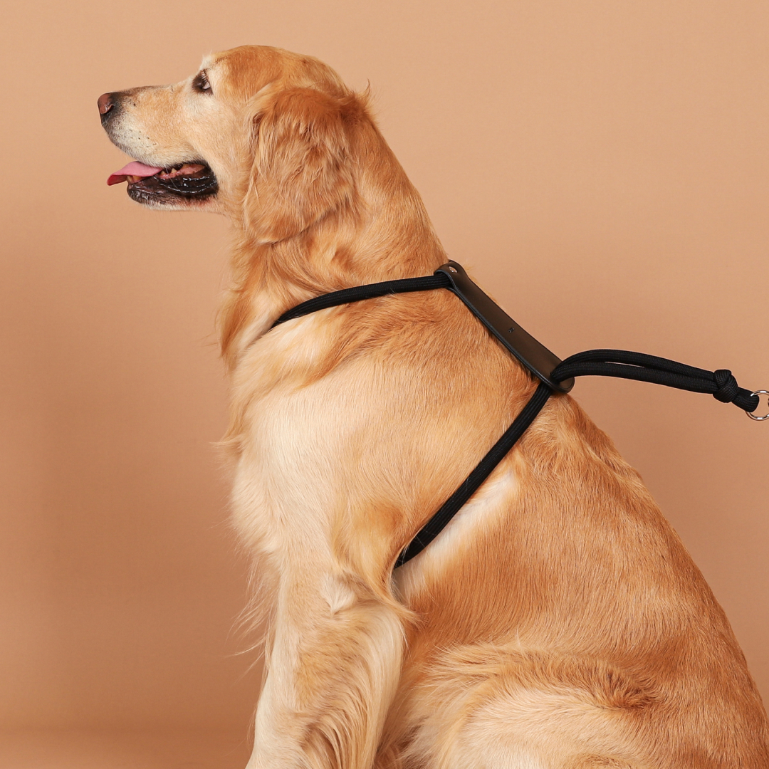 호지 에센셜 하네스 소형견 중형견 대형견 가슴줄 하네스 XS 강아지 반려동물 산책 몸줄