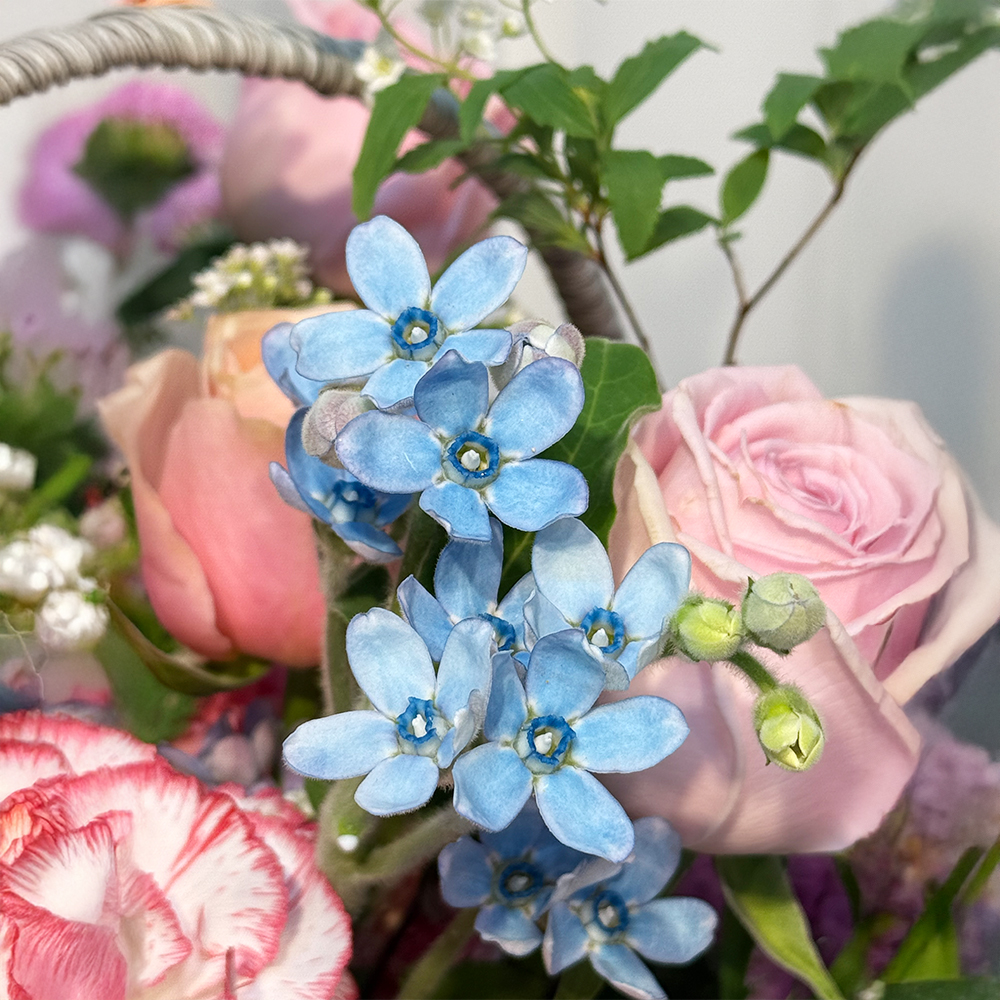 평택 카네이션 꽃바구니 어버이날 스승의날 꽃배달서비스 가정의달 부모님 선물 생화 농장직영