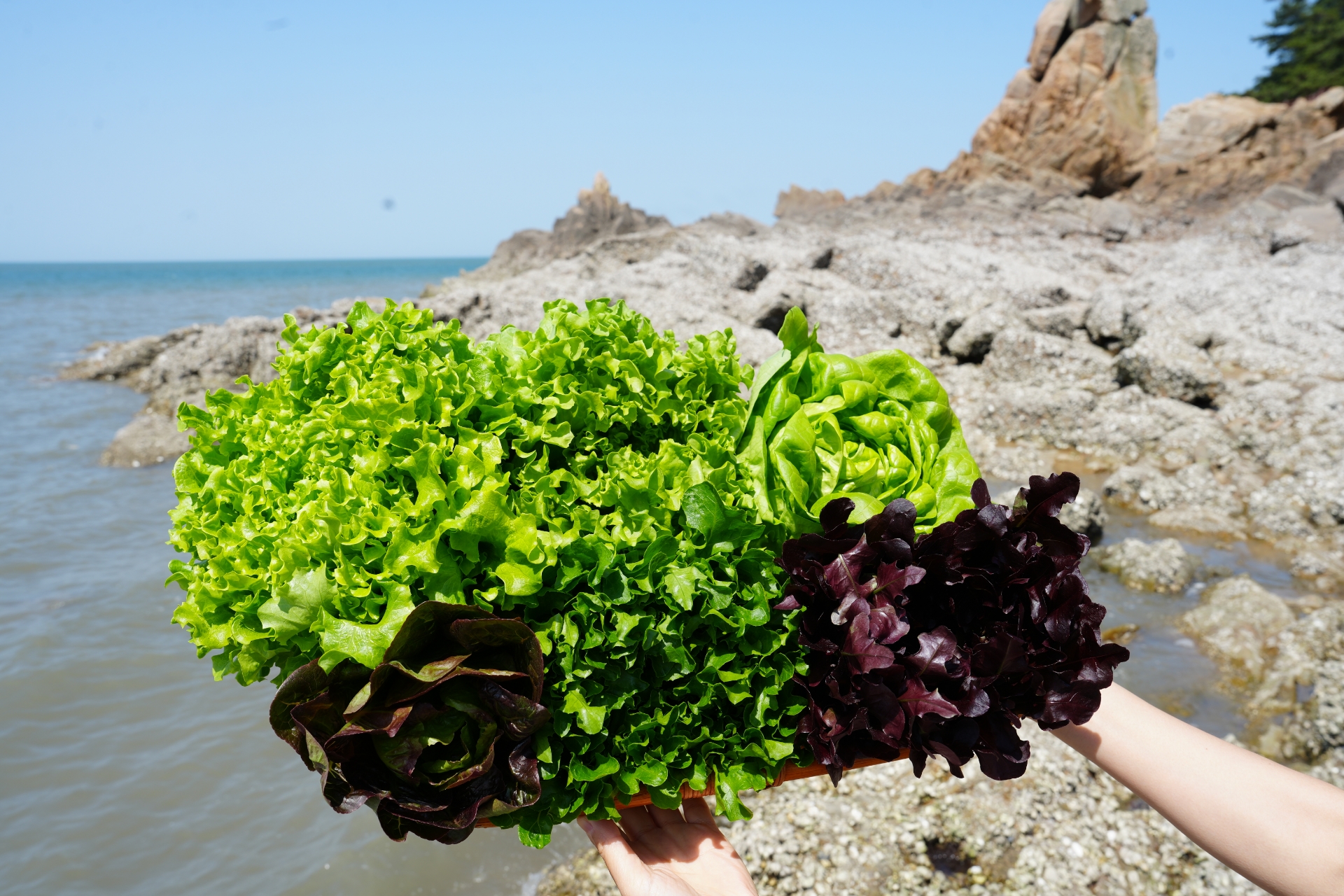 당일수확 유러피안 샐러드 유럽상추 5종 로메인 쌈채소 에브리태안 상추 스타팜스 제품 이미지