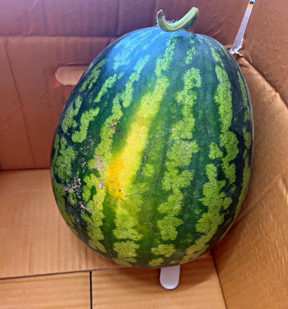 씨없는수박 쥬스용수박 5kg 6kg 7kg 8kg 국내산 고창 함안 정읍 논산 - 상품 이미지