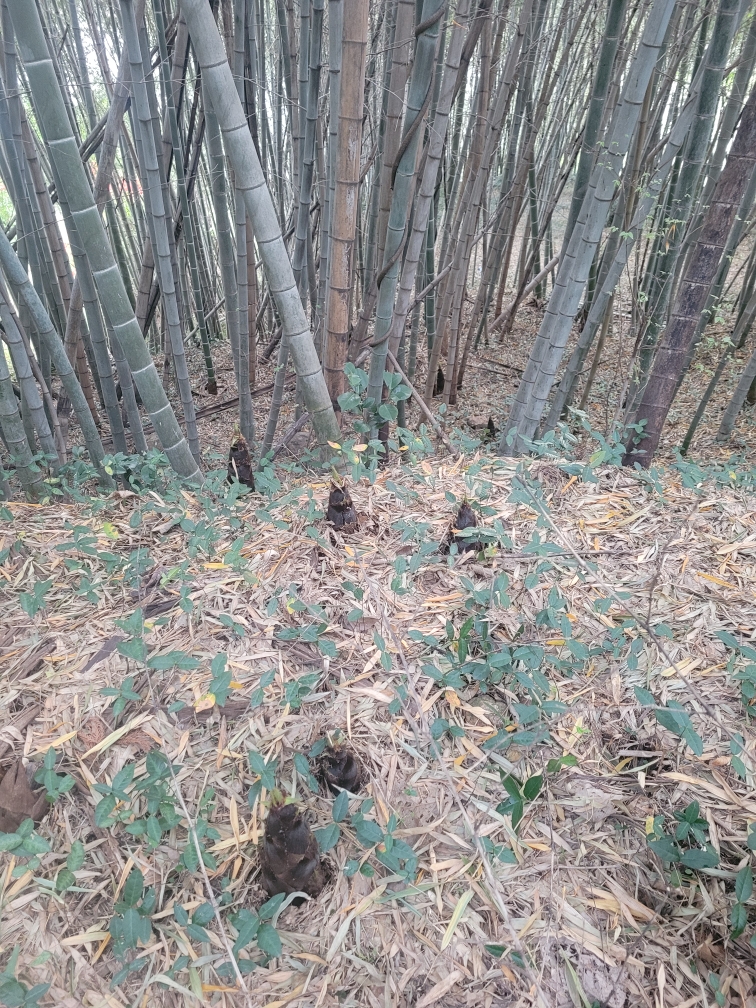 햇 죽순 맹종 오죽 분죽 생죽순 삶은 생죽순 - 상세 이미지 4