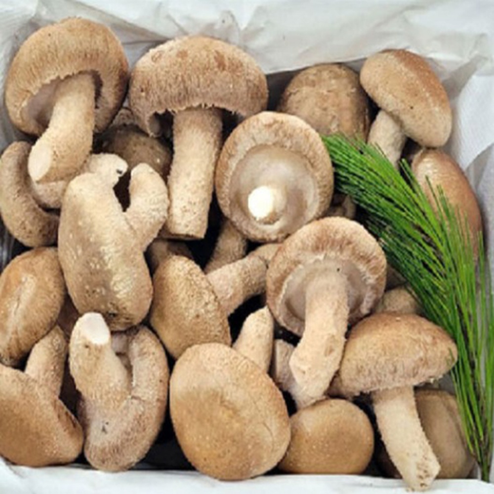 송이표고버섯 송향버섯 고기 송화버섯 샤브샤브야채 1kg, 1개 - 상세 이미지 4