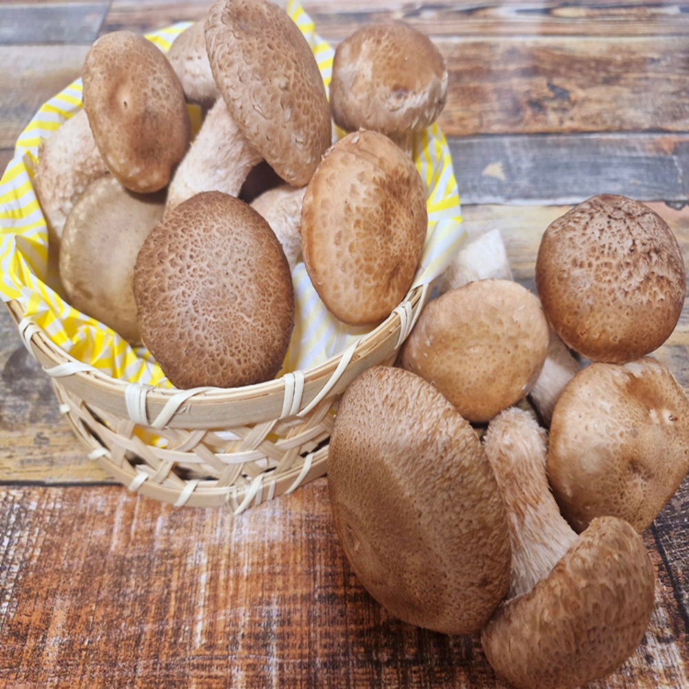 송이표고버섯 송향버섯 고기 송화버섯 샤브샤브야채 1kg, 1개