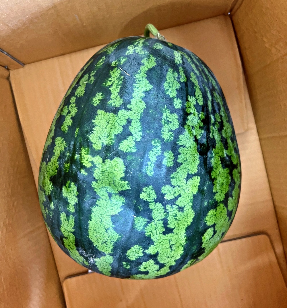 씨없는수박 쥬스용수박 5kg 6kg 7kg 8kg 국내산 고창 함안 정읍 논산 - 상세 이미지 2