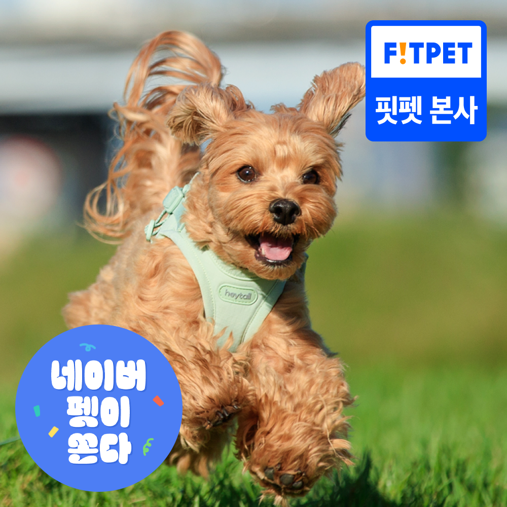헤이테일 에어워크 강아지하네스 소형견 앞섬방지 가슴줄 3종