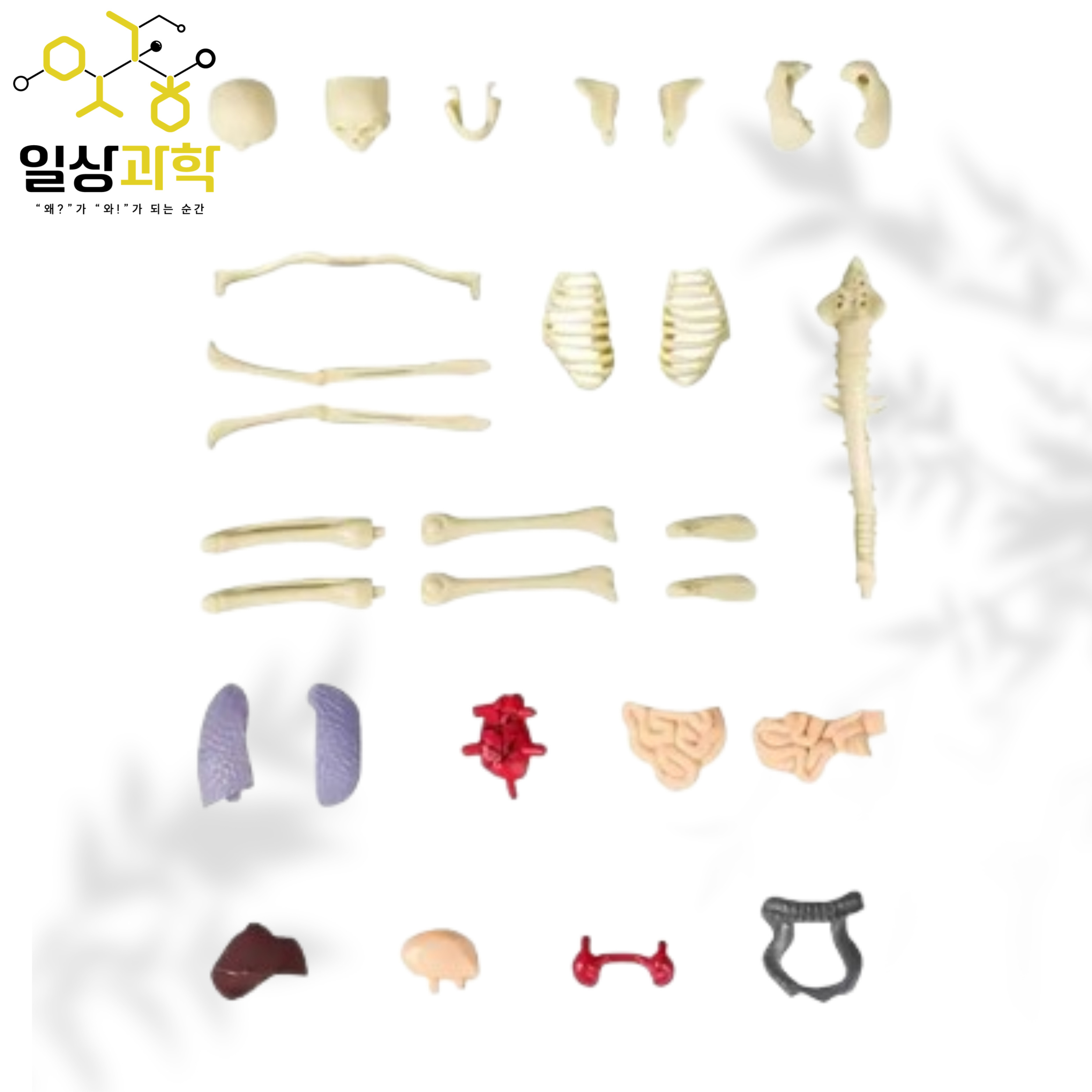 30cm 인체 모형 교구 조립 체험 골격 내부장기 관찰 초등 과학 학습용 키트 - 상세 이미지 2