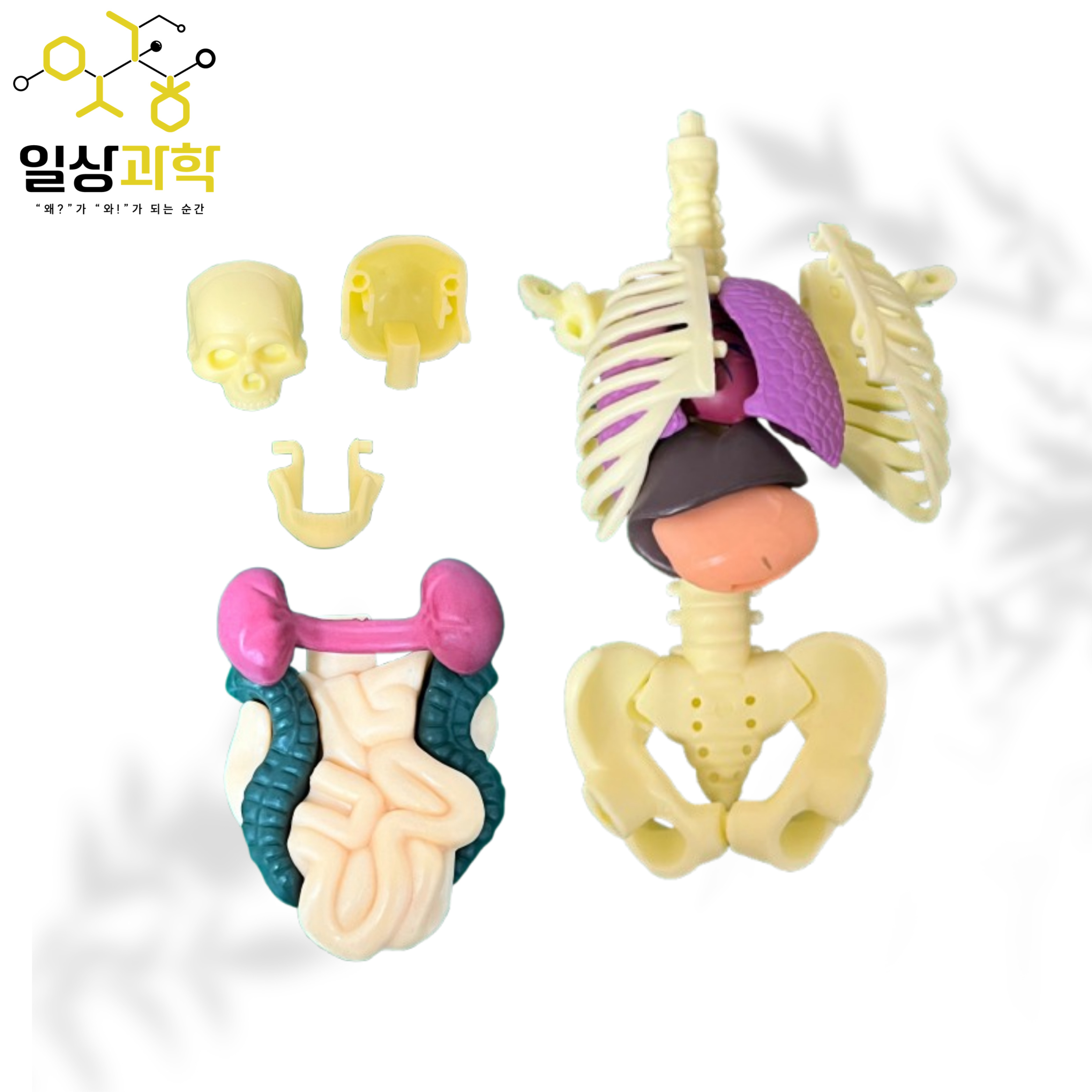 30cm 인체 모형 교구 조립 체험 골격 내부장기 관찰 초등 과학 학습용 키트 - 상세 이미지 3
