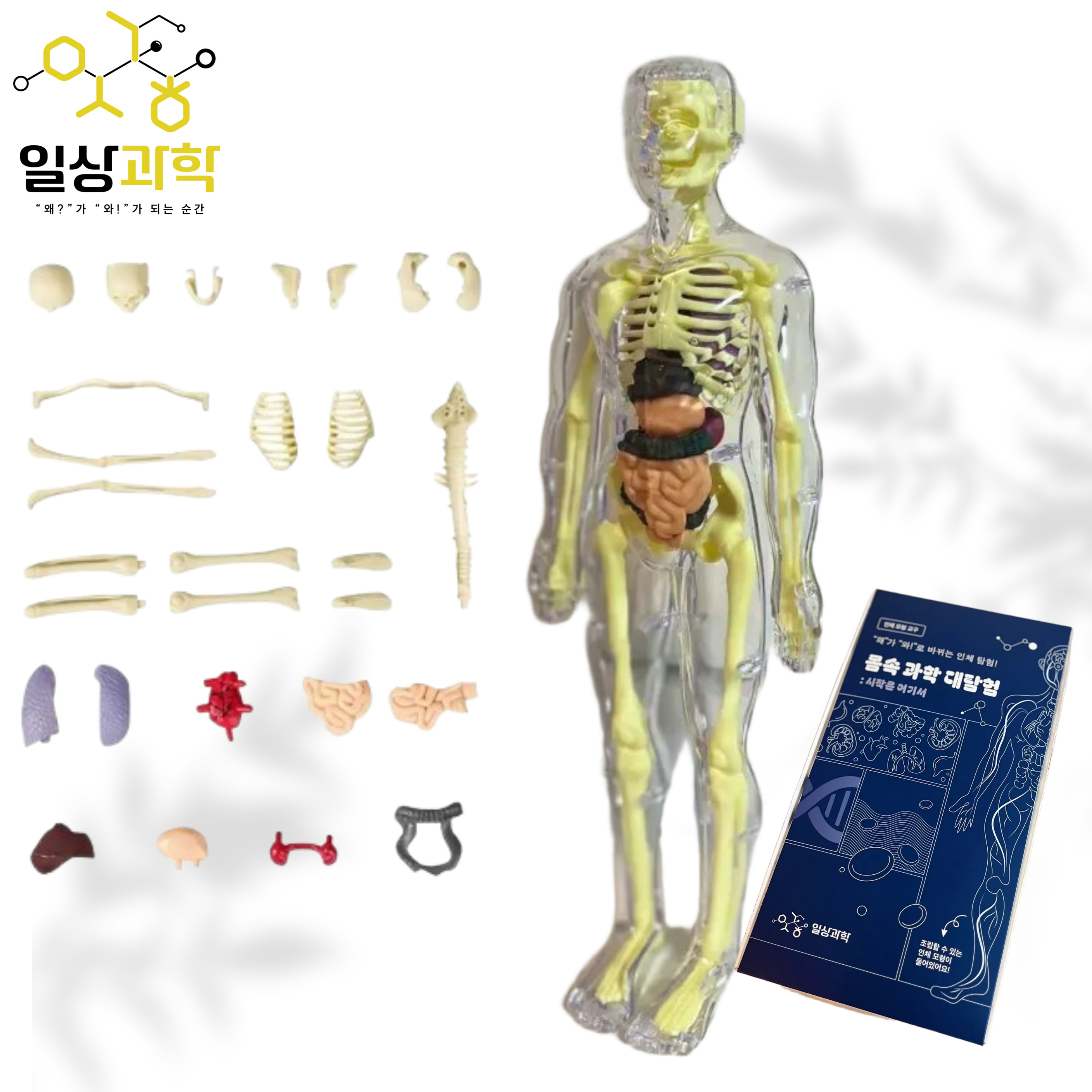 30cm 인체 모형 교구 조립 체험 골격 내부장기 관찰 초등 과학 학습용 키트 - 상품 이미지