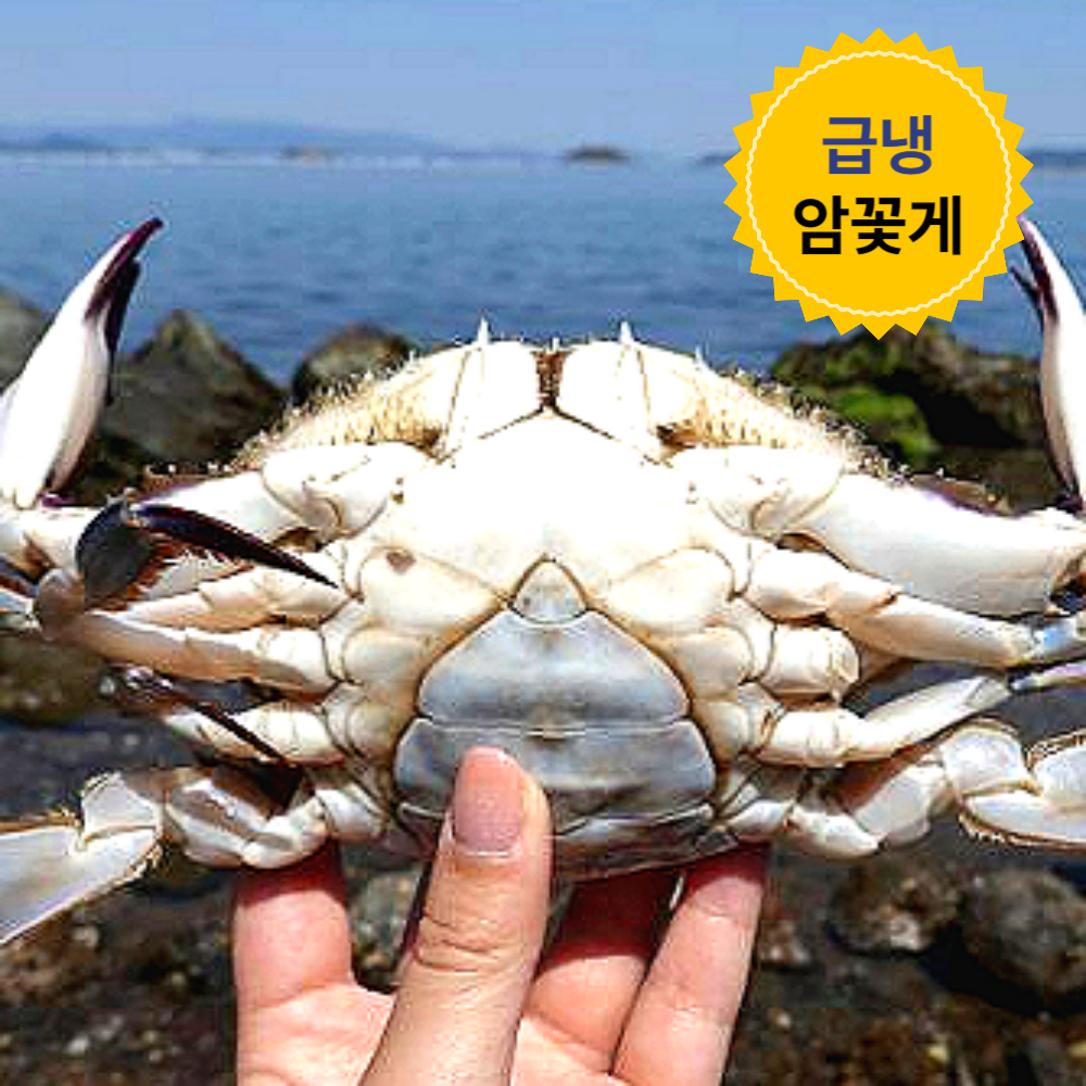 [어남선생 꽃게장 주재료] 연평도 냉동 꽃게 급냉 암꽃게 1kg 2kg 3kg 이미지 6