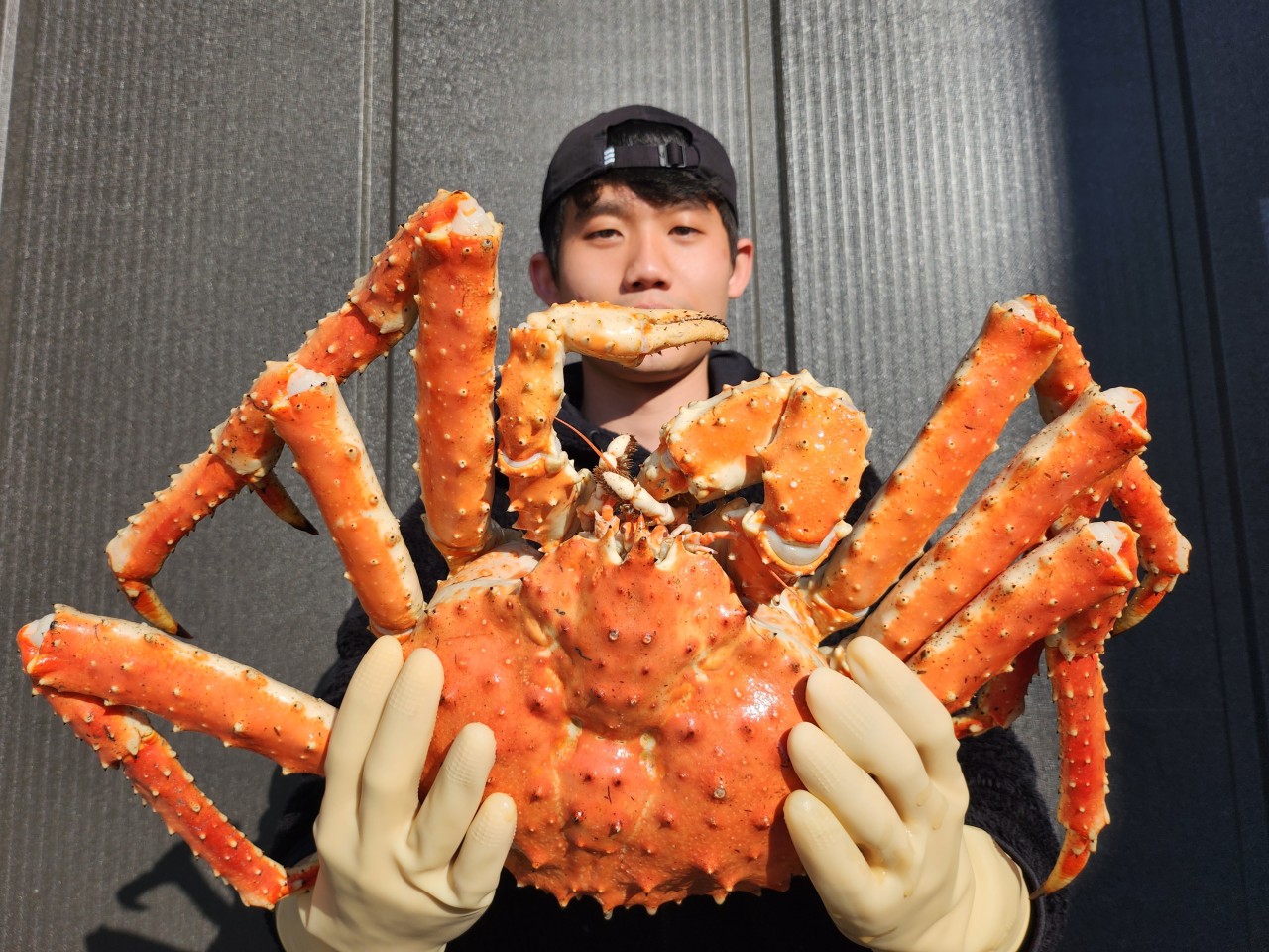 러시아 킹크랩 레드킹크랩 대게 선어 시세 활 블루 레드 브라운 자숙 싯가 섹션 - 상세 이미지 2