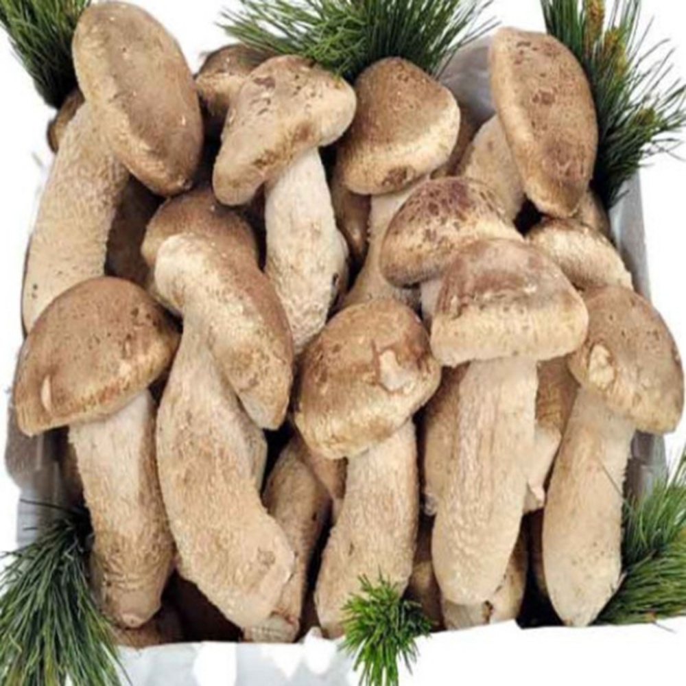 송이표고버섯 송향버섯 고기 송화버섯 샤브샤브야채 1kg, 1개 - 상세 이미지 5