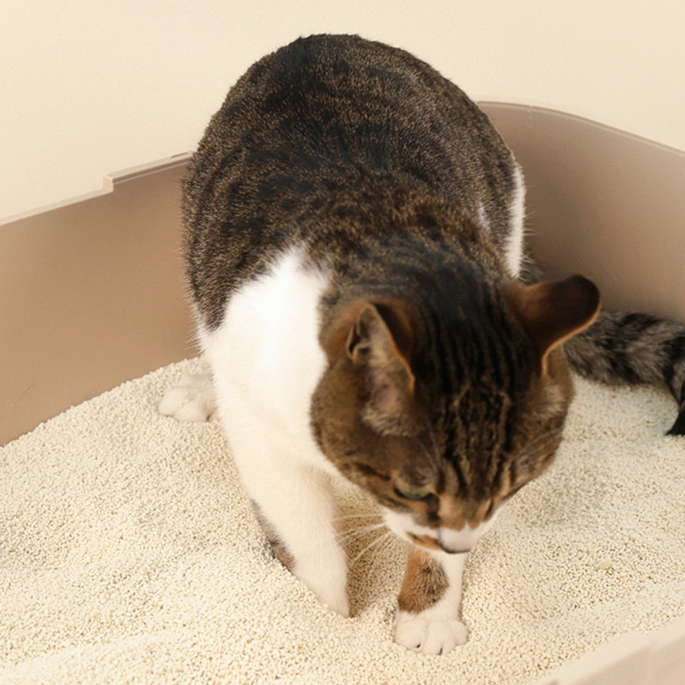 펫토리아 한삽뚝딱 카사바 고양이모래 무향 3.2kg, 3개