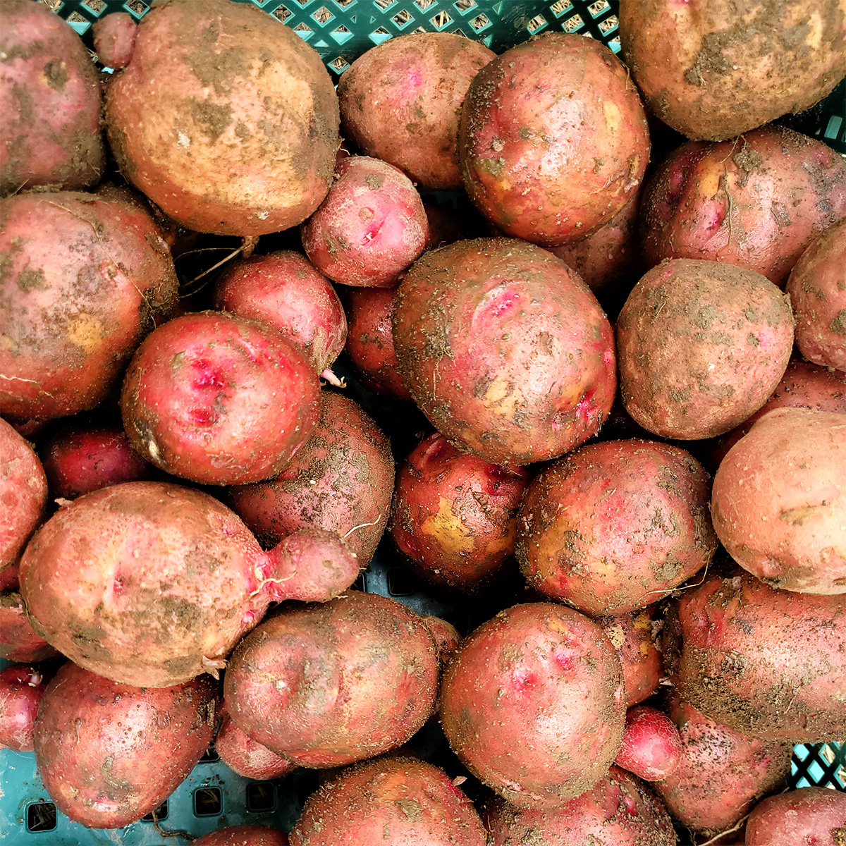 카스테라 홍감자 왕특 1.5kg, 1개 - 상세 이미지 3