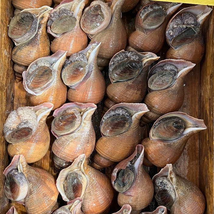대나발고동 1kg 나팔소라 명주매물고동 자숙 숙회 포항 이미지 4