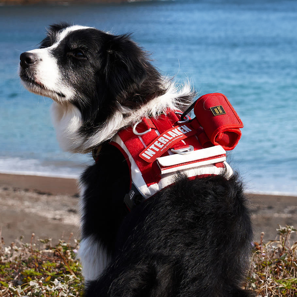 인터라켄 투톤 커스텀 강아지 하네스 소형견 앞섬방지 앞고리 가슴줄 XXS