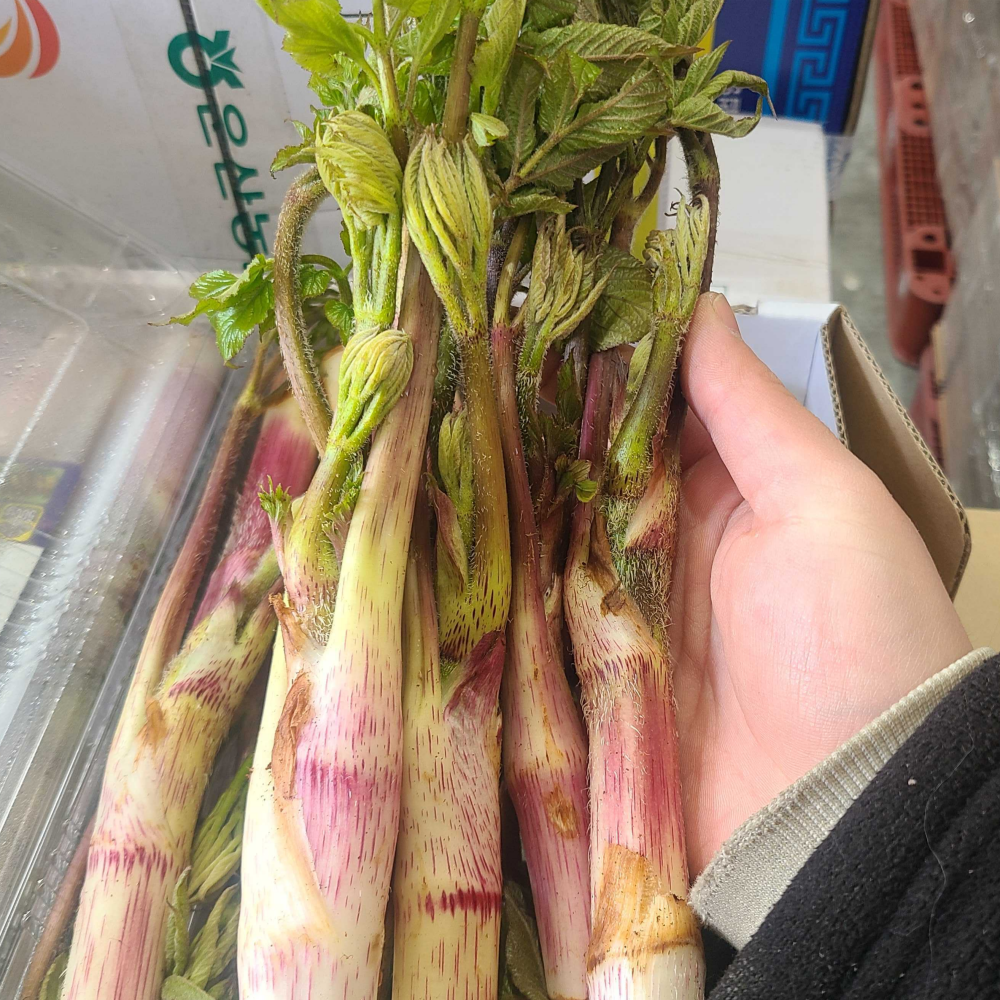 두릅제철 두룹 땅두릅효능 개두릅 참두릅 순창 땅두룹 봄나물 드룹 - 상세 이미지 3