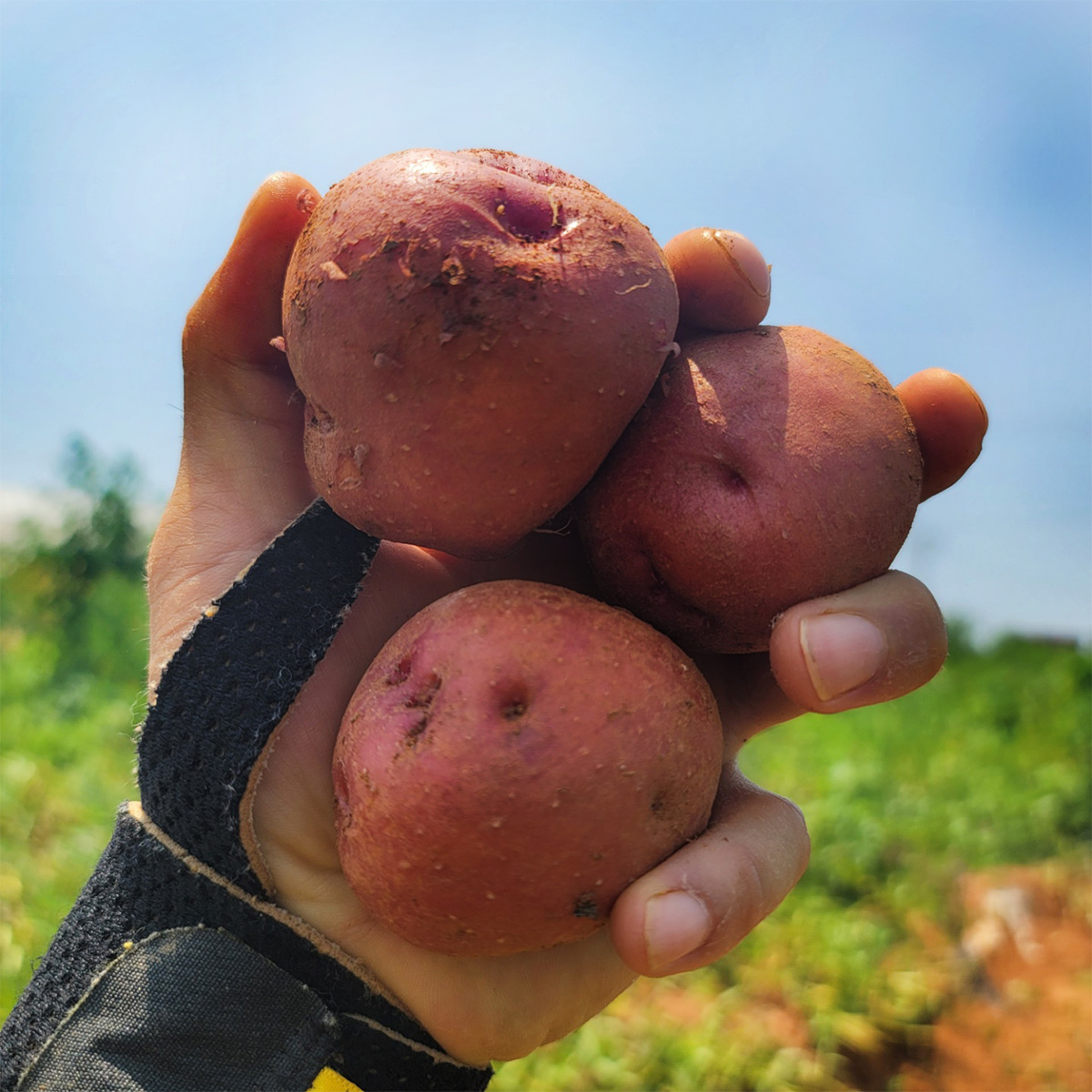 카스테라 홍감자 왕특 1.5kg, 1개 - 상세 이미지 5