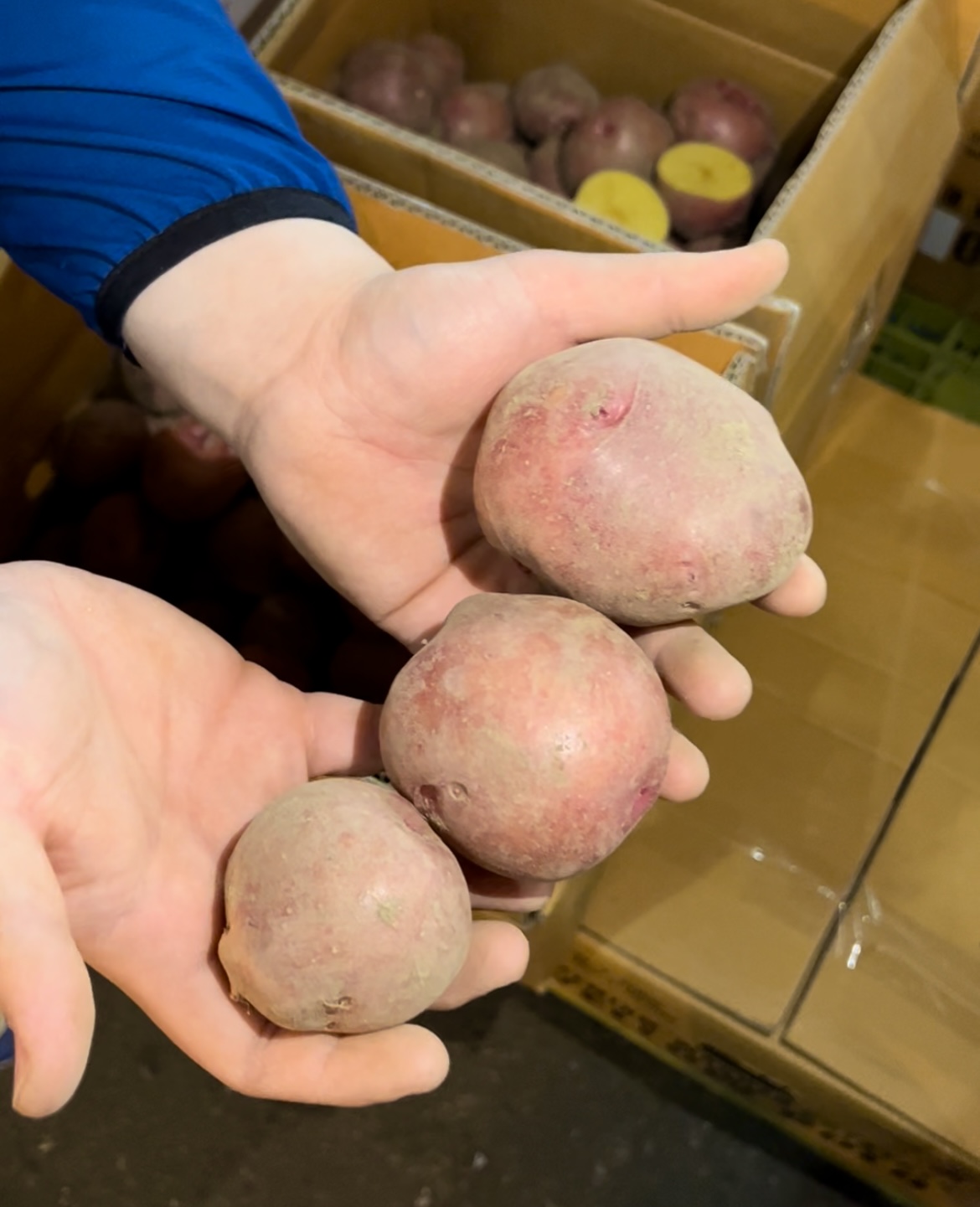 카스테라 홍감자 왕특 5kg, 1개 이미지 6
