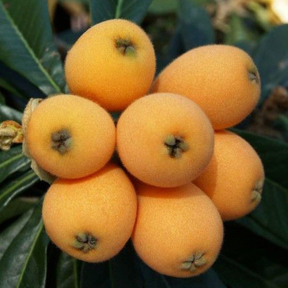 특품 유기농 비파 열매 500g,1kg 5월 한정수량 특가 : 파미르마켓