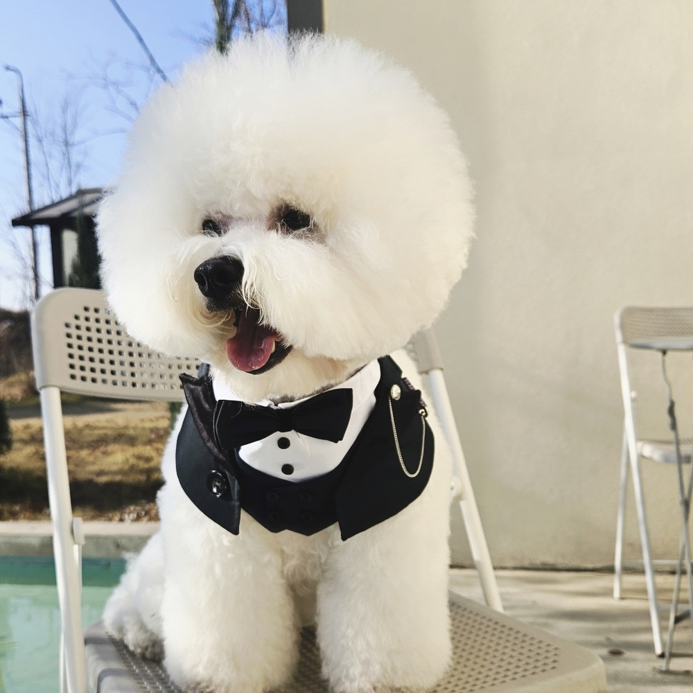 강아지정장 애견 고양이 턱시도 케이프 화동 - 상품 이미지