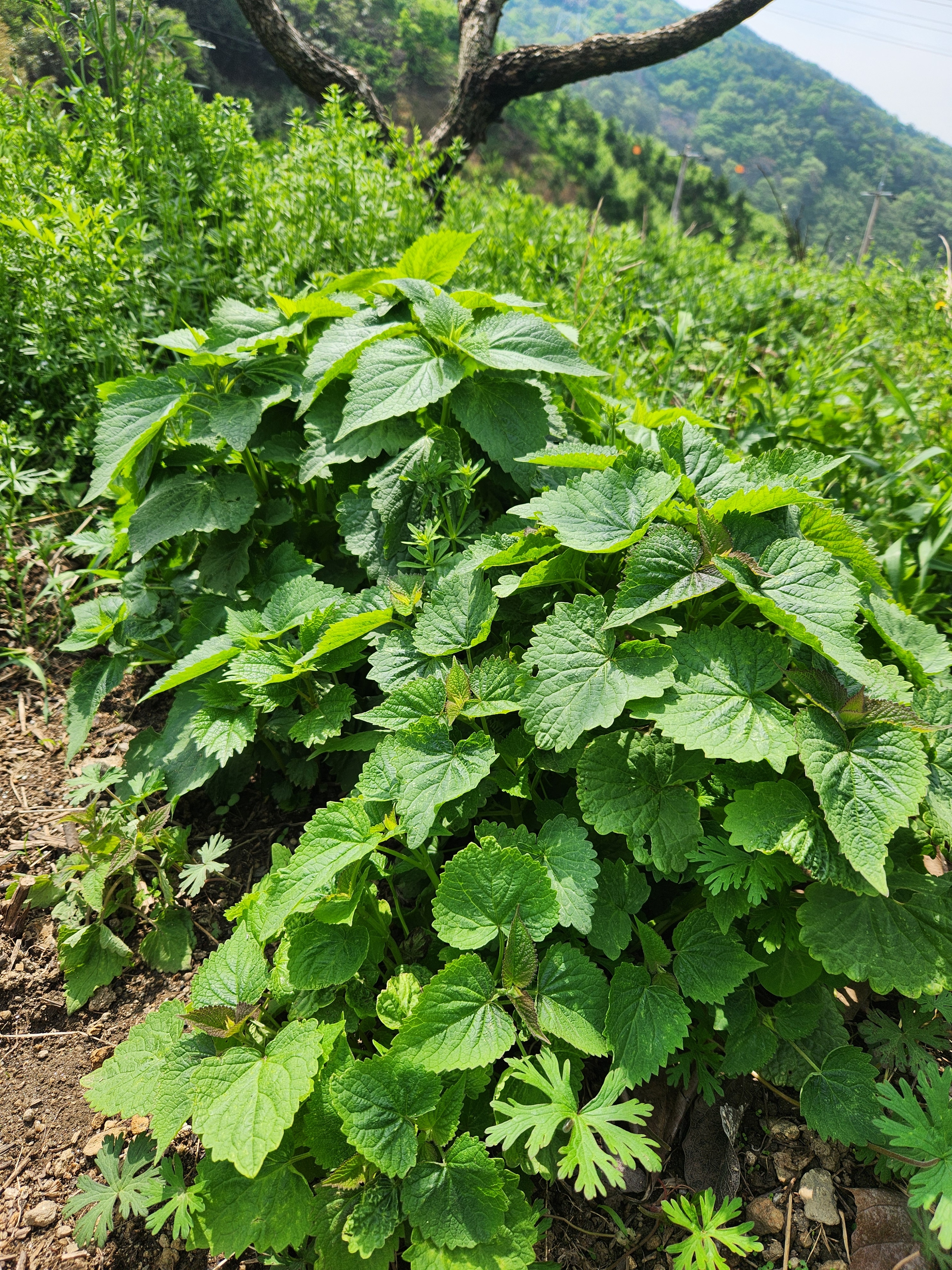 국산 생제피열매 방아잎 건제피 열매 1kg 초피 산초 담금주 차 향신료 이미지 8