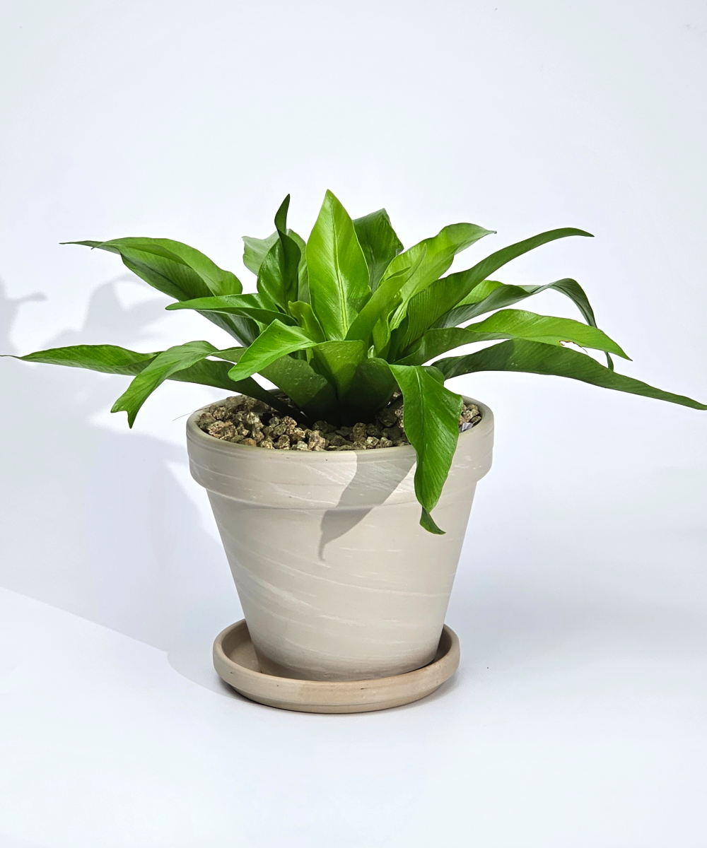 독일산 토분 공기정화식물 30종 완제품 은행목 15cm 실내화분 - 상세 이미지 4