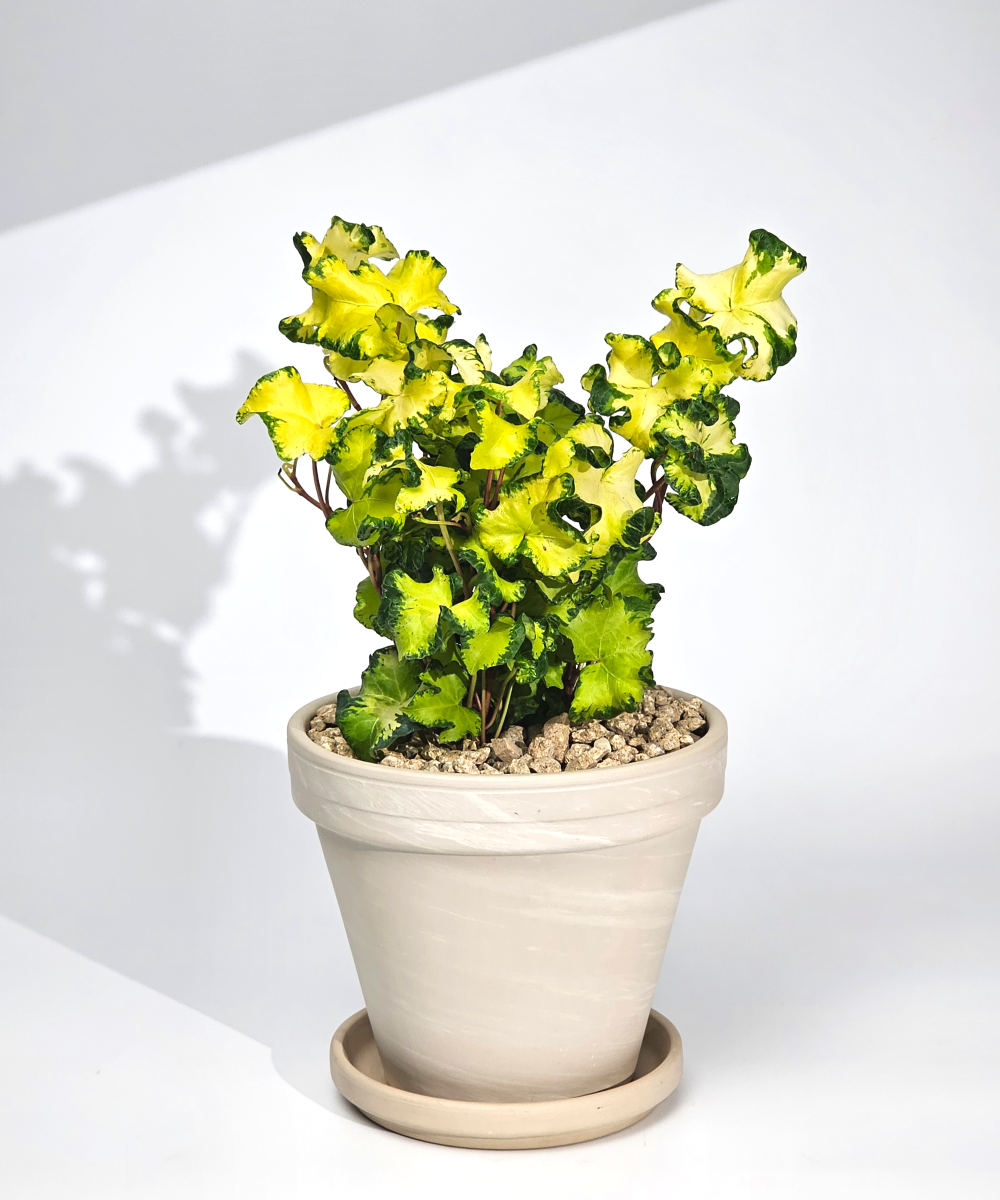 독일산 토분 공기정화식물 30종 완제품 은행목 15cm 실내화분 - 상세 이미지 5