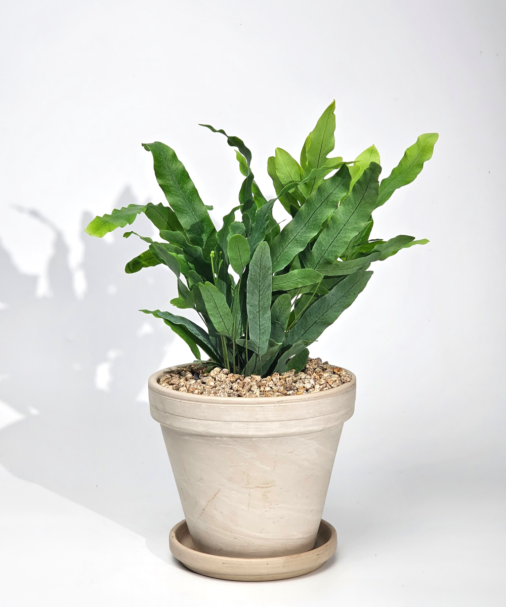 독일산 토분 공기정화식물 30종 완제품 은행목 15cm 실내화분 - 상세 이미지 2