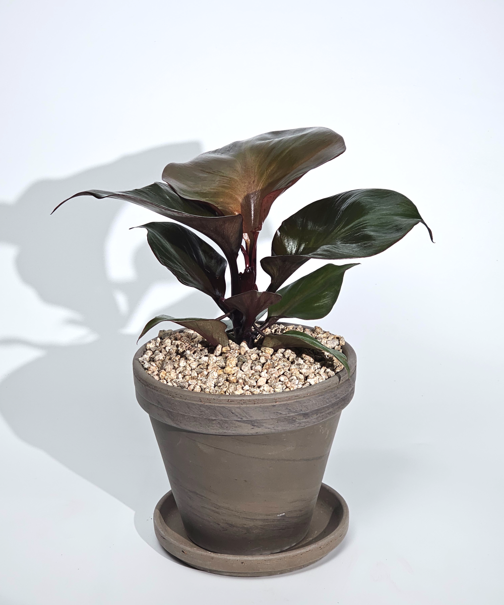 독일산 토분 공기정화식물 30종 완제품 은행목 15cm 실내화분 - 상세 이미지 3