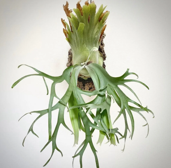 박쥐란 윌링키 (랜덤상품)  Platycerium willinckii : 티스투