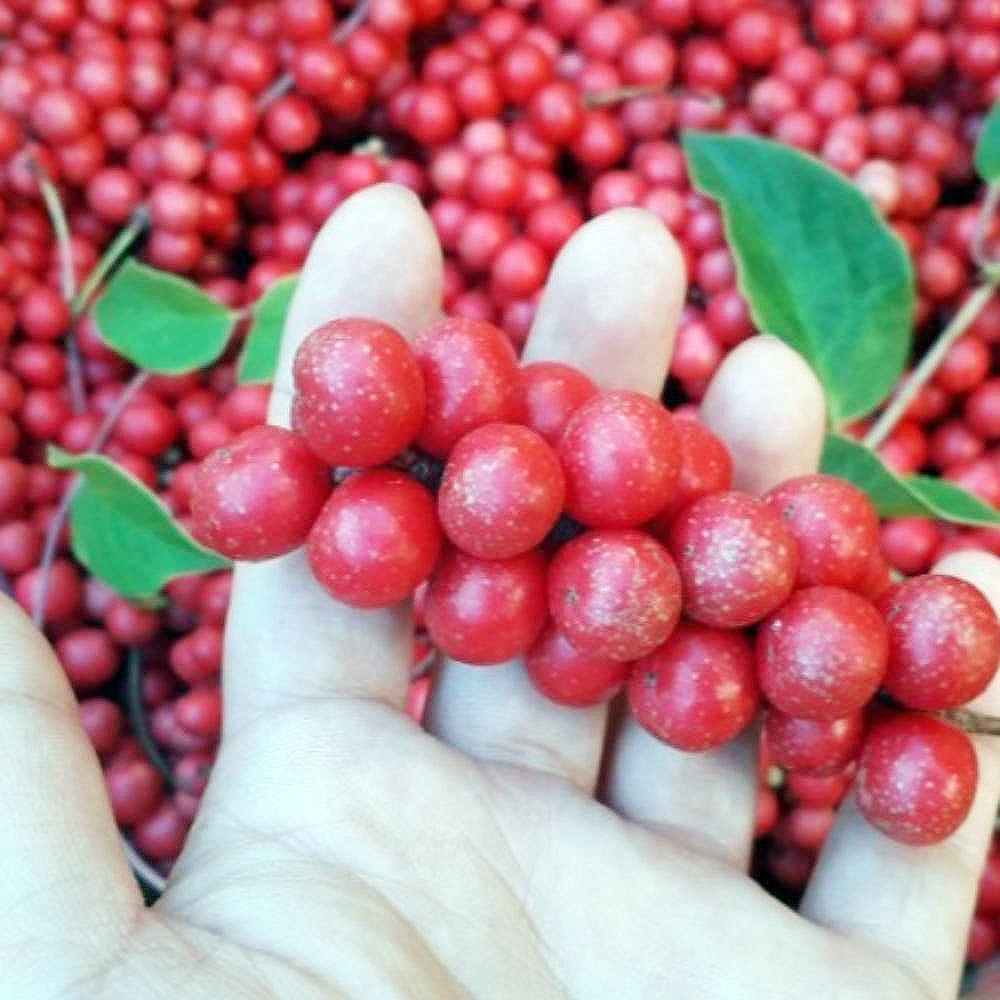 인제 수제 오미자청 원액 오미자엑기스 500ml 임산부 선물 즙 진액 효소 만들기 효능