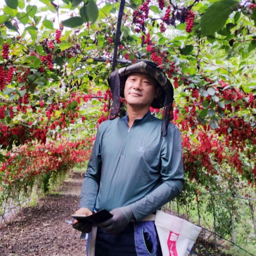 인제 수제 오미자청 원액 오미자엑기스 500ml 임산부 선물 즙 진액 효소 만들기 효능