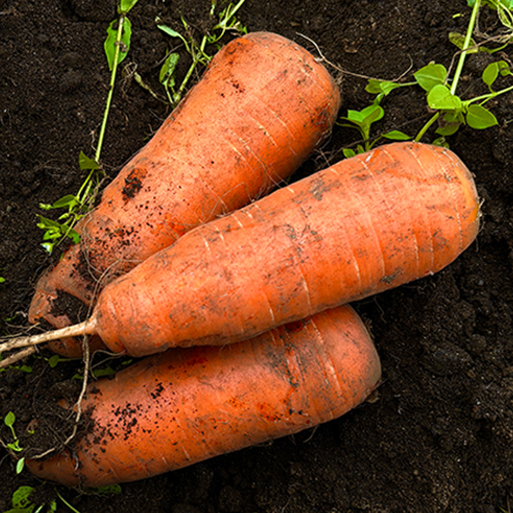 국내산 당근 자연 그대로 담백하고 달콤한 신선 채소
