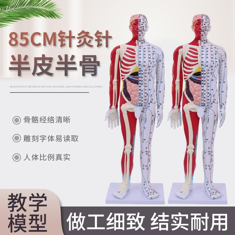 한의학 마네킹 전신 침술 혈자리 수지침 인체 사람 교육 제트 60CM 반 피부 반 근육 해부학 - 상세 이미지 2