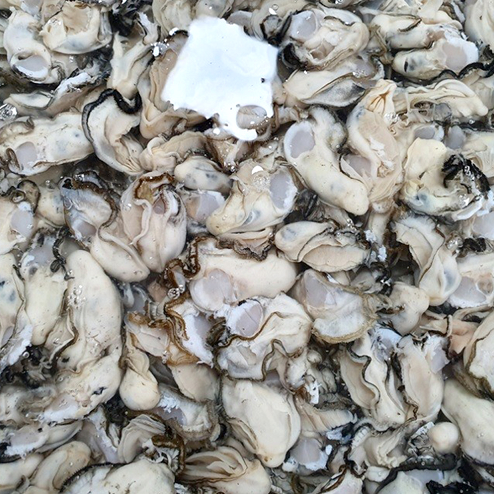 통영 생굴 신선한 청정해역에서 자란 국내산 제철 생굴