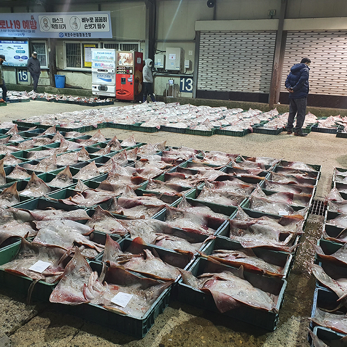 국산 홍어 신선한 국내산 원물 숙회 찜 무침용 프리미엄 수산물