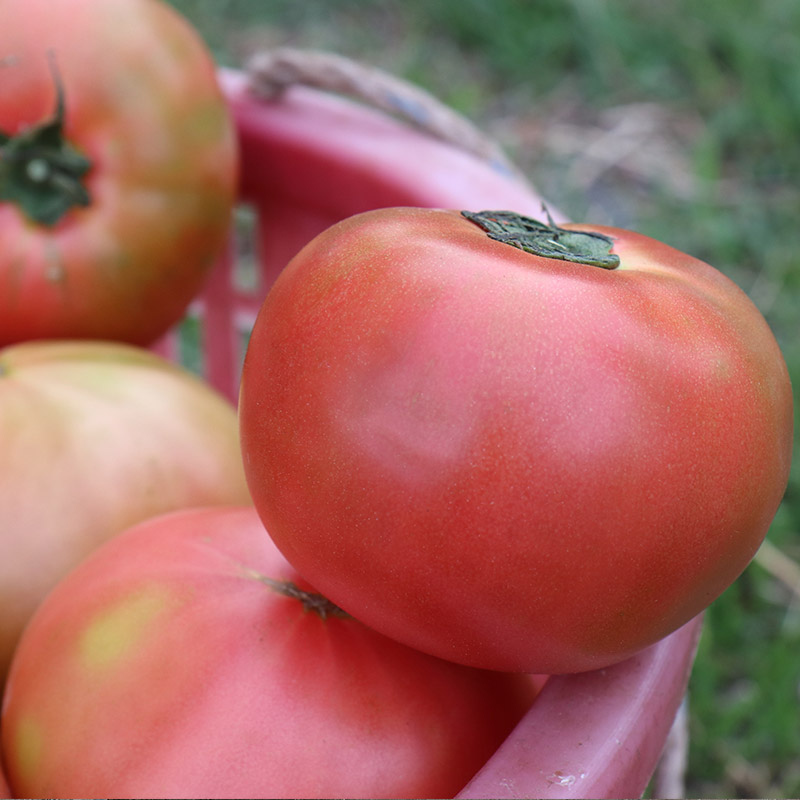 고당도 달콤한 완숙 토마토