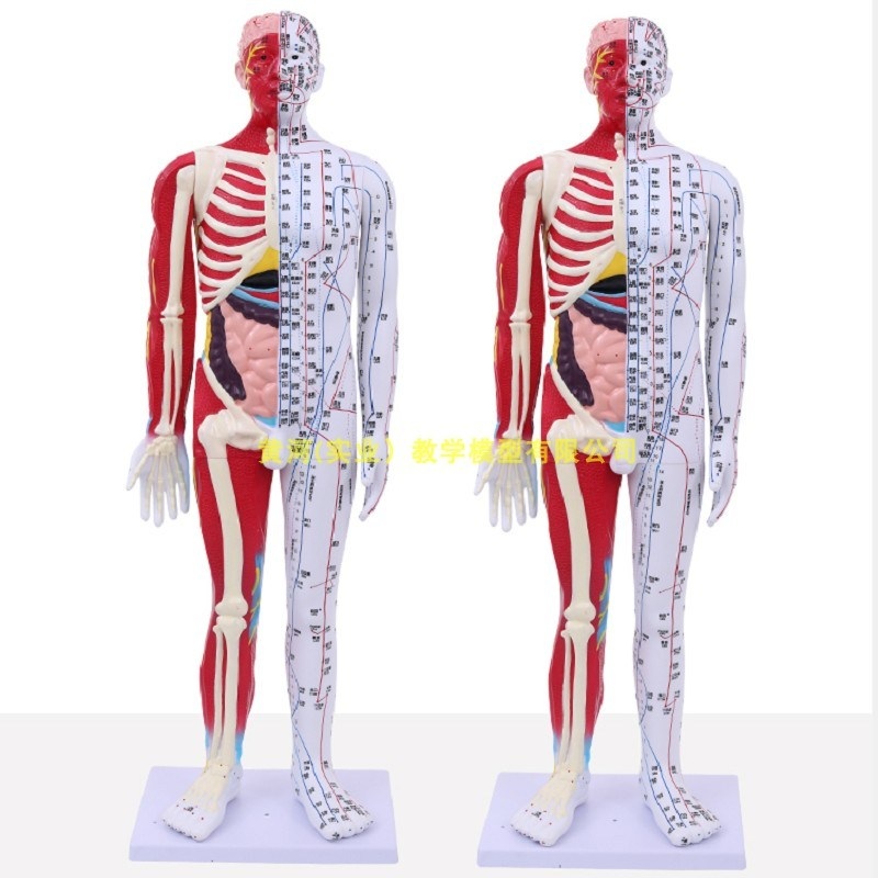 한의학 마네킹 전신 침술 혈자리 수지침 인체 사람 교육 제트 60CM 반 피부 반 근육 해부학 - 상품 이미지